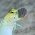 jawfish_yellowhead_oc_jar_v_0102_cub0603.jpg